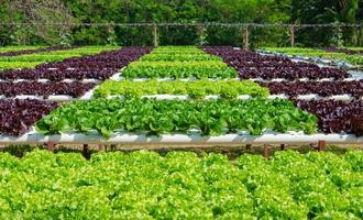 azienda agricola biologica idroponica di coltivazione vegetale foto