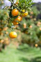 albero di arance foto