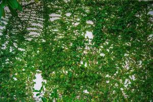 cornice vuota della parete dell'erba verde come sfondo. ramo di un albero con foglie verdi ed erba su sfondo bianco muro di mattoni. foto