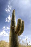 cactus Saguaro nel deserto di Sonora foto