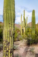 parco nazionale del saguaro foto