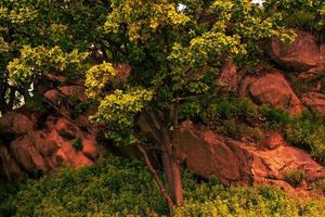 alberi su pietre foto