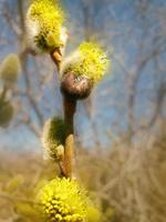 fiori di salice in primavera foto