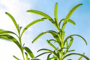 foglie di rosmarino verde fresco da vicino. erba medica organica contro il cielo blu. coltivare piante profumate foto