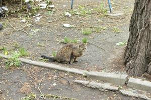 gatto di strada grigio per strada nel cortile foto