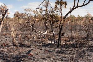 terra vicino alla riserva indiana di Tuxa in brasilia, in Brasile, che è stata data alle fiamme da un incendiario foto