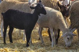 capra e pecora, capra nera, gregge in azienda foto