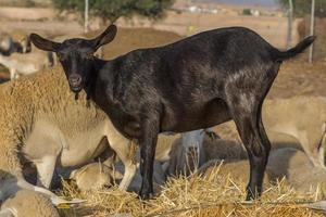 capra nera, animale domestico, gregge in fattoria foto