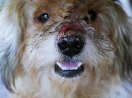 il cane ha cicatrici purulente sul naso. foto