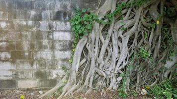 ambiente naturale, vecchio muro in pietra con radici raccordate. foto