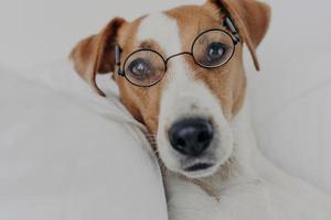 primo piano di un cane marrone e bianco che rimane a letto, indossa occhiali rotondi trasparenti e guarda direttamente la fotocamera. jack russel terrier in occhiali. animale domestico intelligente in camera da letto a casa. concetto di animali foto