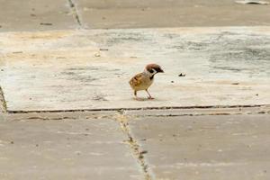 passero che cammina sul pavimento foto