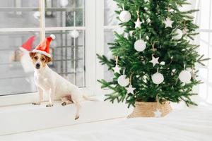 l'immagine di un piccolo cane con il cappello di Babbo Natale posa sul davanzale vicino all'albero decorato. evento festivo e concetto di tempo di Natale. interni accoglienti. colore bianco tenue foto