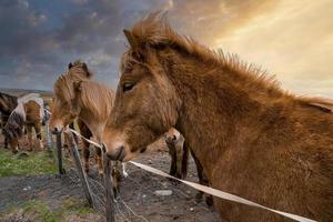 primo piano di cavalli islandesi con bella criniera in piedi vicino al recinto al tramonto foto