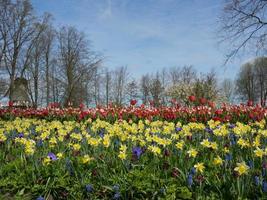tulipani nei Paesi Bassi foto