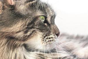 gatto maine coon 001 foto