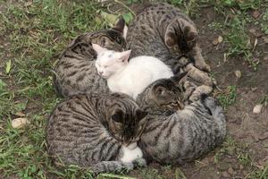 i gatti senza casa dormono foto