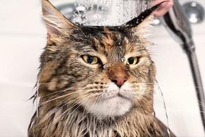 gatto bagnato in bagno foto