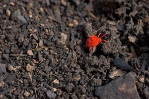 acaro rosso a terra foto