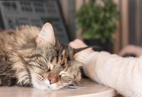 il gatto dorme sul tavolo foto