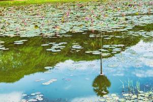 lago di loto foto