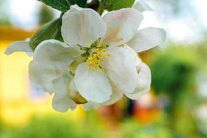 bellissimi fiori di melo bianco in primavera. sfondo con albero di mele in fiore. giardino o parco di fioritura primaverile floreale naturale ispiratore. disegno artistico floreale. messa a fuoco selettiva. foto