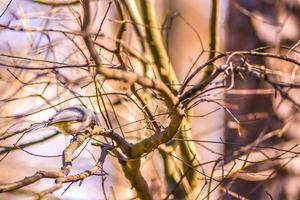 cinciarella di palude in appoggio su un ramo di albero foto