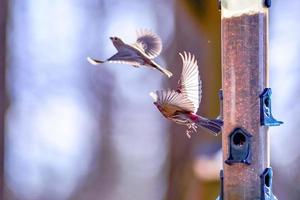 uccelli del cortile intorno alla mangiatoia per uccelli foto