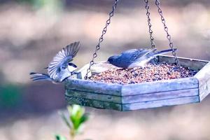 uccelli del cortile intorno alla mangiatoia per uccelli foto