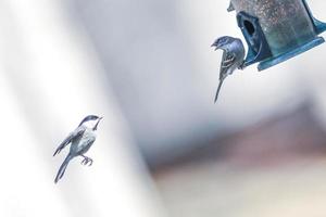 uccelli che si nutrono e giocano alla mangiatoia foto