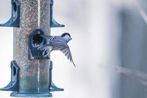 uccelli che si nutrono e giocano alla mangiatoia foto