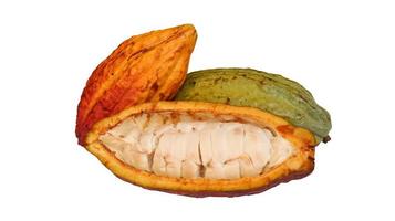 baccelli di cacao maturi pelati isolati su sfondo bianco. baccelli di cacao verdi e arancioni. frutta appena raccolta. fagioli bianchi. foto