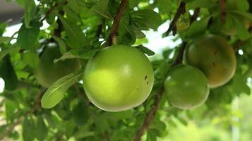 frutta verde aegle marmelos sull'albero, comunemente noto come bael o bili o bhel, anche mela cotogna del Bengala, mela golden, arancia amara giapponese, mela di pietra o mela di legno. foto