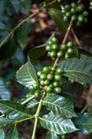 chicchi di caffè verde su un ramo guatemala
