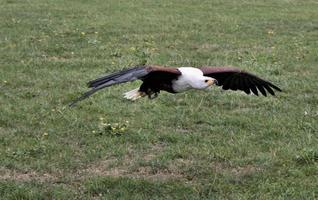 una vista di un'aquila di mare africana in volo foto