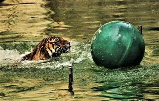 un primo piano di una tigre del Bengala foto