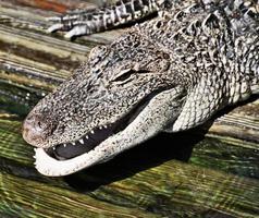 una veduta di un aligatore in florida foto