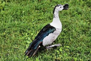 una vista di un'anatra pettinata sudafricana foto