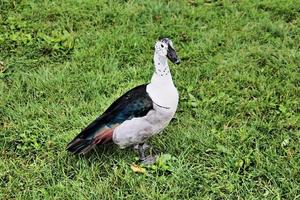 una vista di un'anatra pettinata sudafricana foto