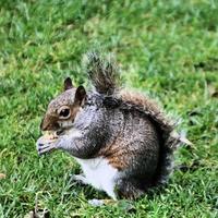 un primo piano di uno scoiattolo grigio foto