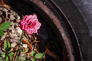 rosa rosa che cresce nel pneumatico della ruota in gomma con una leggera tonalità di tramonto foto