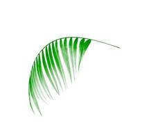 foglia verde di palma su sfondo bianco foto