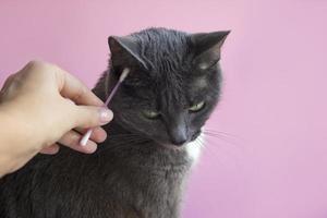 pulire le orecchie gatto con cotton fioc su sfondo rosa. concetto igienico e veterinario. gatto grigio primo piano foto