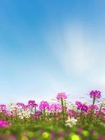 fiore di cleome o fiori di ragno nel giardino. foto