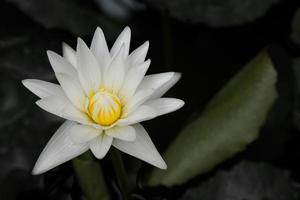 fiori di loto bianchi che sbocciano, concetto luminoso e scuro. foto