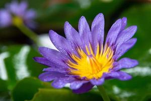 goccioline d'acqua su fiori di loto viola che sbocciano. foto