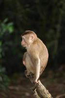 le scimmie selvatiche stanno oziando e mangiando per terra. nel parco nazionale di khao yai, tailandia foto