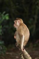 le scimmie selvatiche stanno oziando e mangiando per terra. nel parco nazionale di khao yai, tailandia foto