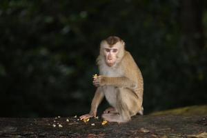 le scimmie selvatiche stanno oziando e mangiando per terra. nel parco nazionale di khao yai, tailandia foto