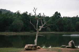 bellissima natura, cielo, alberi, atmosfera serale al parco nazionale di khao yai, tailandia foto